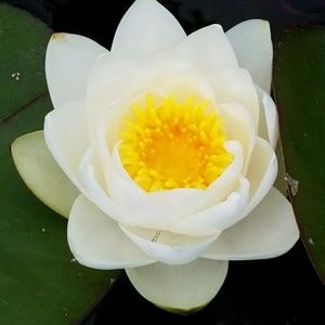 Meet your Posher, Liliana